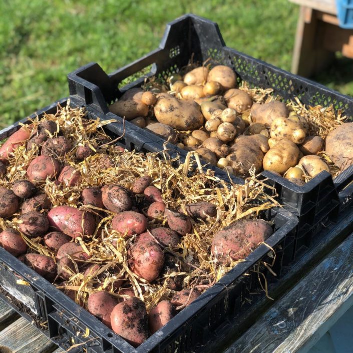 Aardappels oogsten Kasteeltuin Nijevelt